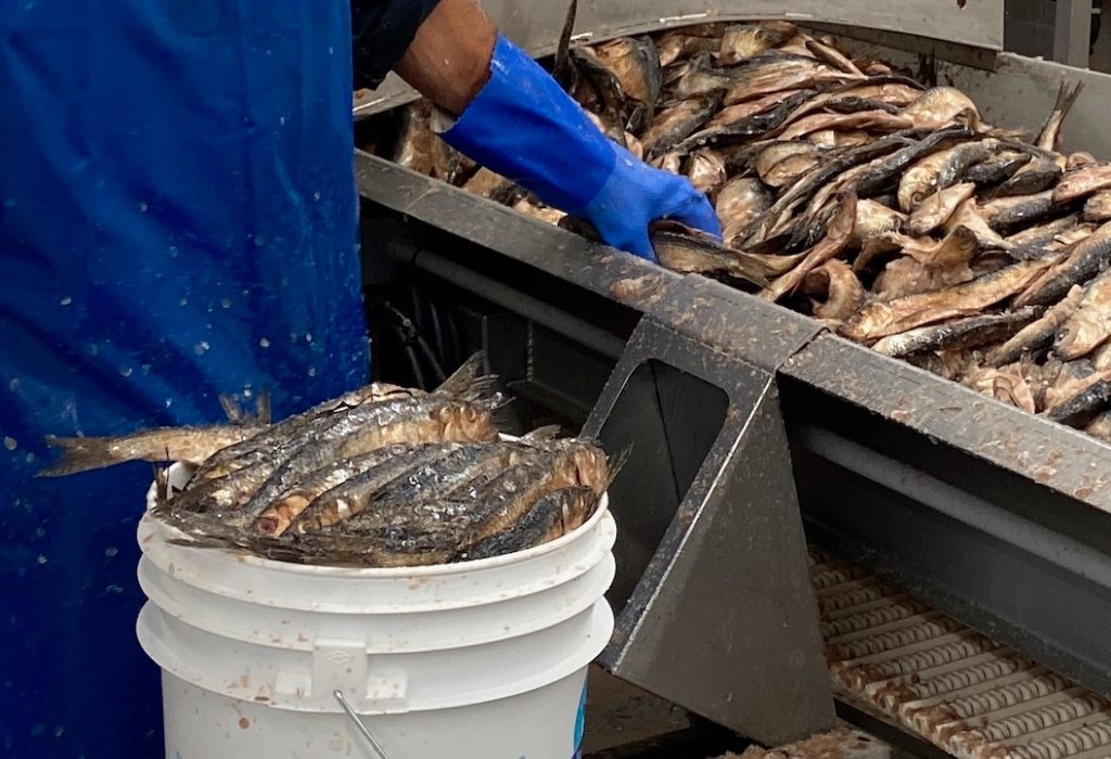 Fishermen processing conveyor belt with fresh fish